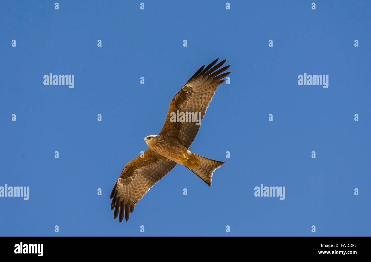 Nibbio - Milvus migrans - Queensland, Australia Foto Stock