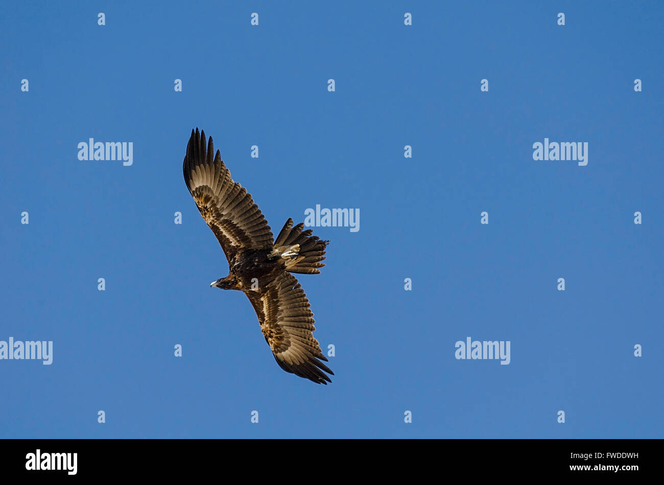 Cuneo tailed eagle Aquila audax queensland australia Foto Stock