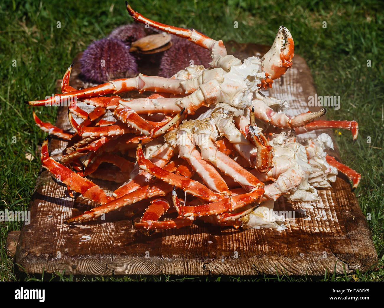 Appena cotti gambe di un rosso granchio reale a crudo con ricci di mare e le capesante su sfondo Foto Stock