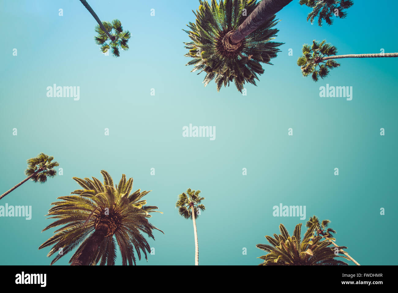 Vintage Beverly Hills Los Angeles Palme Foto Stock