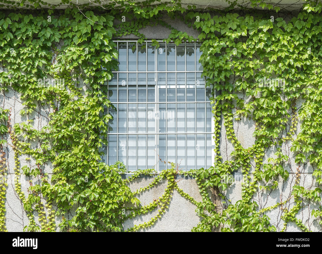 Otturatore della finestra con edera sul vecchio muro di casa Foto Stock