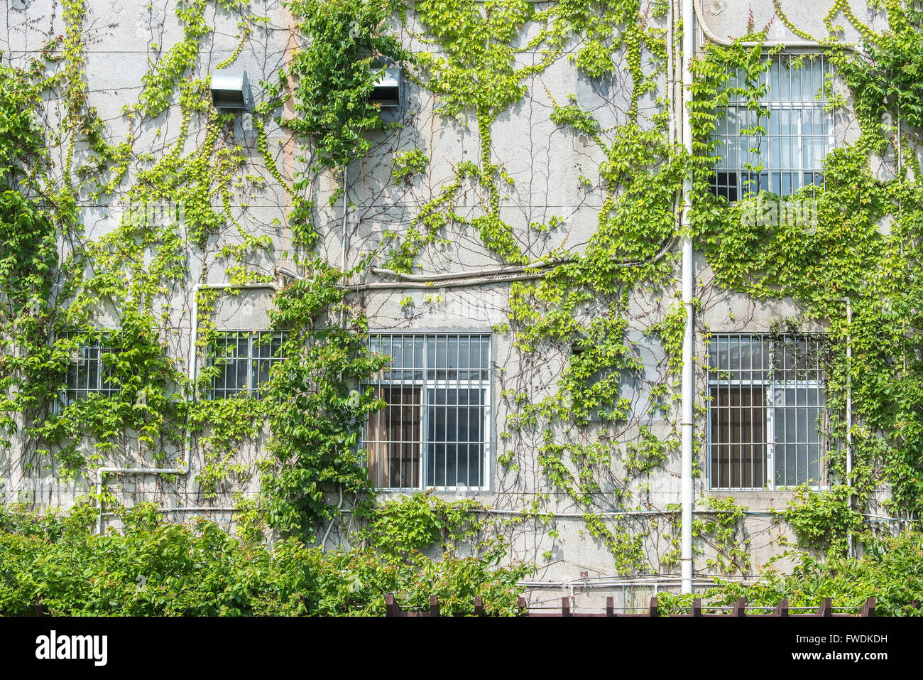 Otturatore della finestra con edera sul vecchio muro di casa Foto Stock