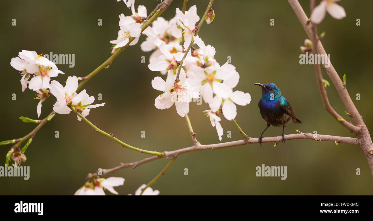 Palestina Sunbird o Northern arancio-tufted Sunbird (Cinnyris oseus) è un piccolo uccello passerine della famiglia sunbird che è fo Foto Stock