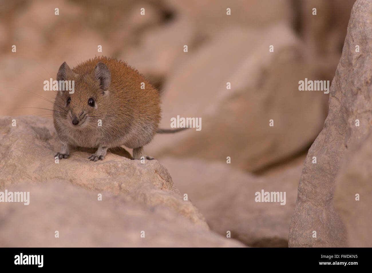 Golden mouse spinosa (Acomys russatus) fotografato in Israele nel dicembre Foto Stock