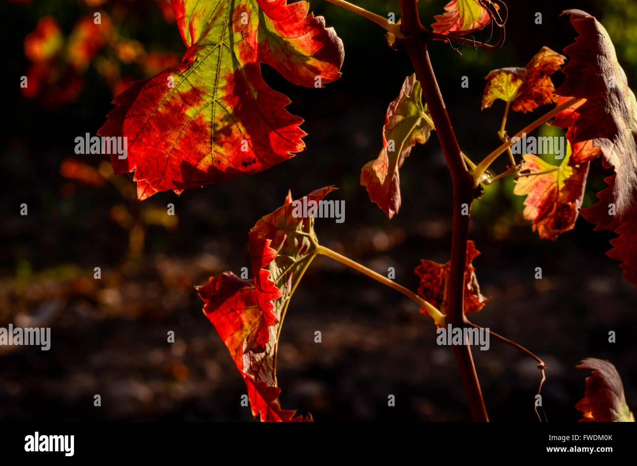 Close up di un arrossamento foglia di vite Foto Stock