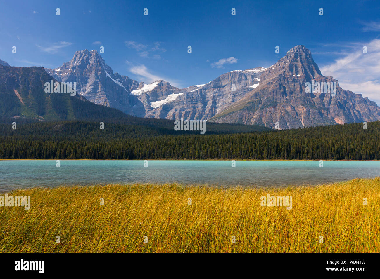 Gli uccelli acquatici superiore sul lago del Parco Nazionale di Jasper, Alberta, Canadian Rockies, Canada Foto Stock