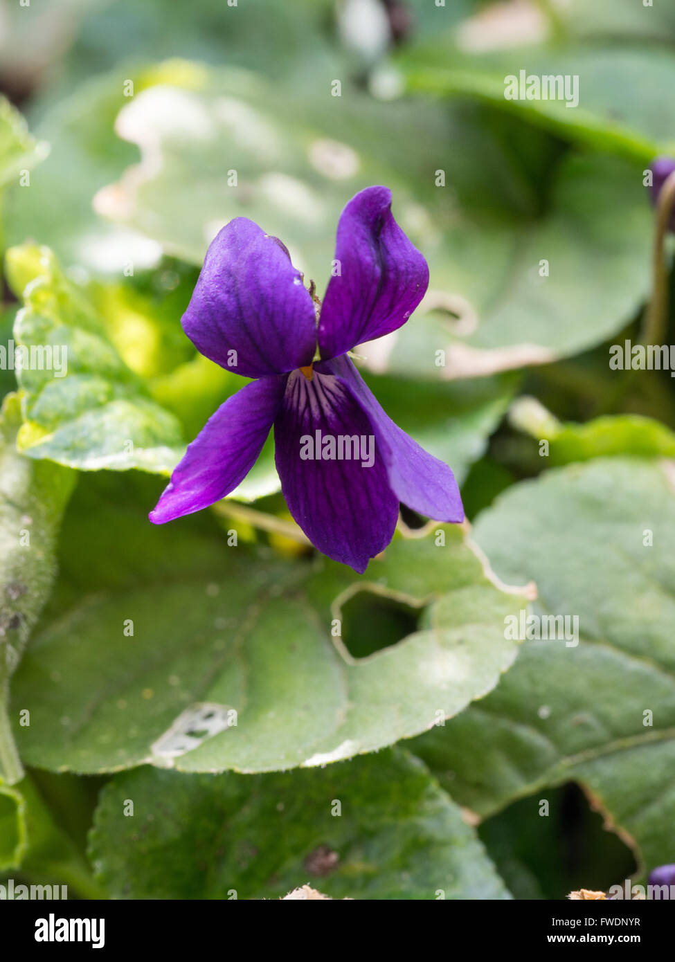 Viola odorata " Queen Charlotte' Fiore Foto Stock