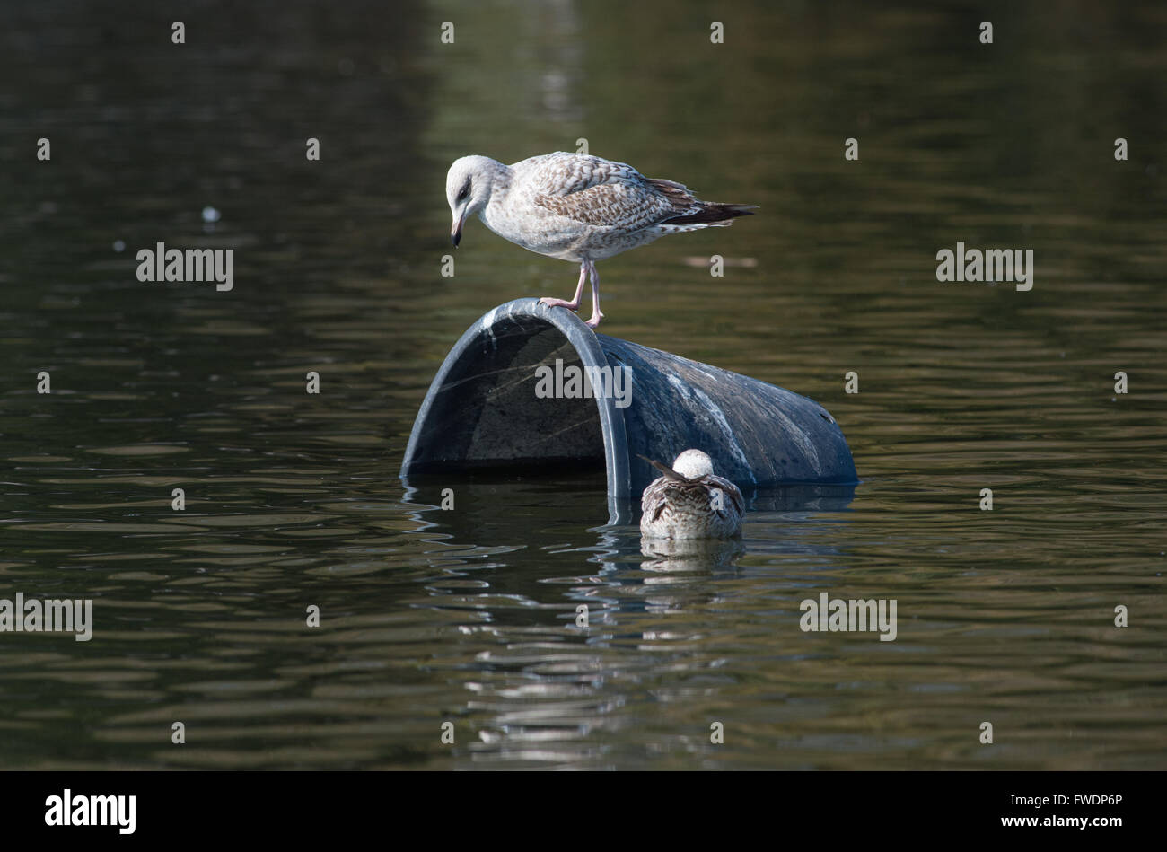 Aringhe giovani Gabbiano seagull Larus argentatus con un bidone dei rifiuti che è stato gettato in un laghetto da vandali Foto Stock