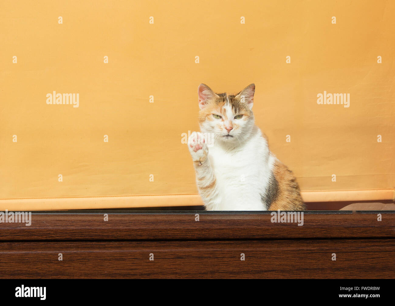 Adorable cat saluto con la zampa newcommers Foto Stock