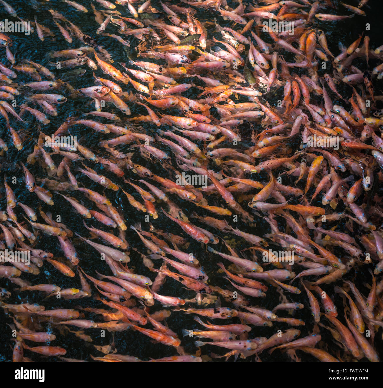 Scuola di goldfishes, Madu Ganga, Sri Lanka Foto Stock
