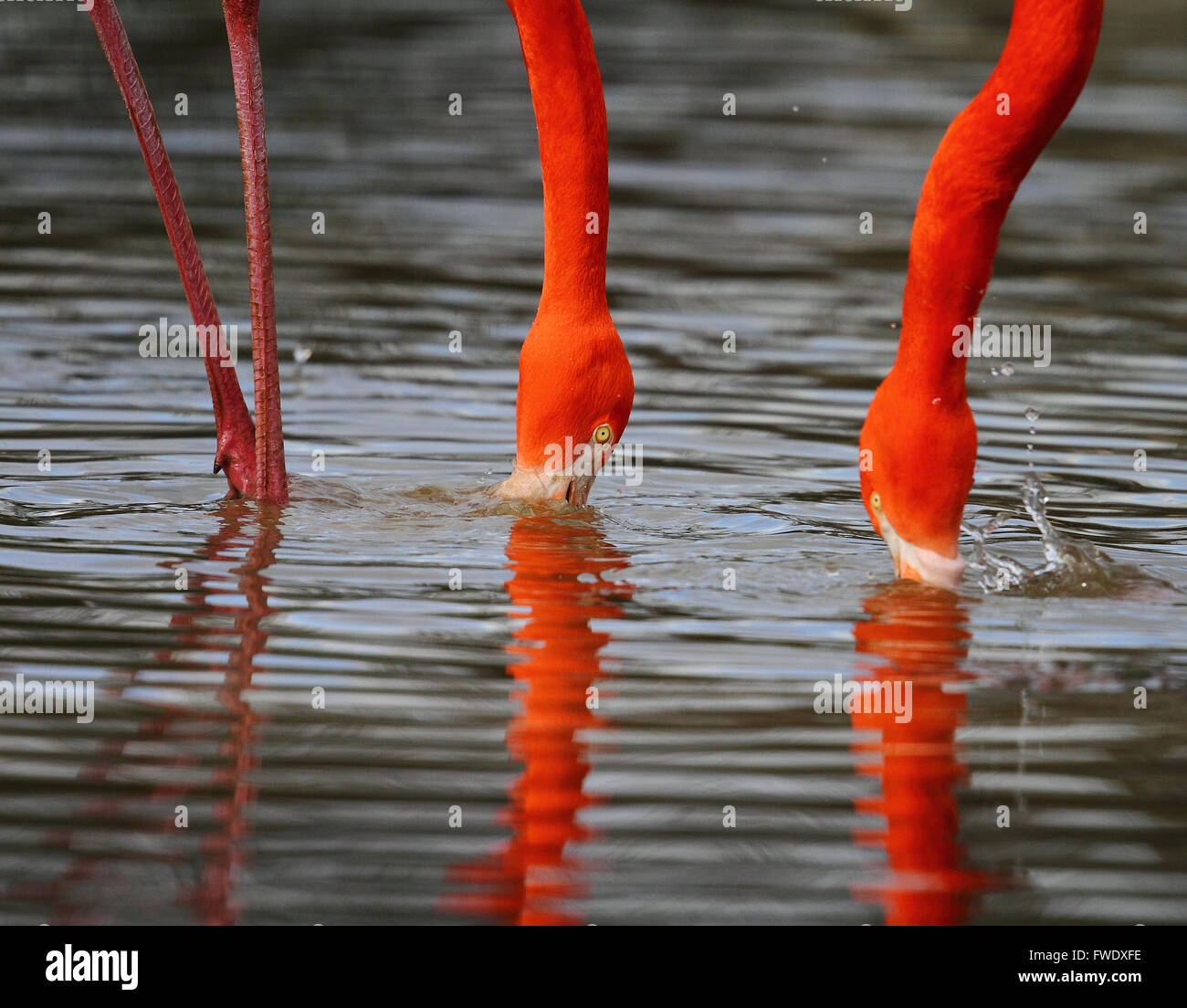 Caraibi Flamingo (Phoenicopterus ruber) Foto Stock