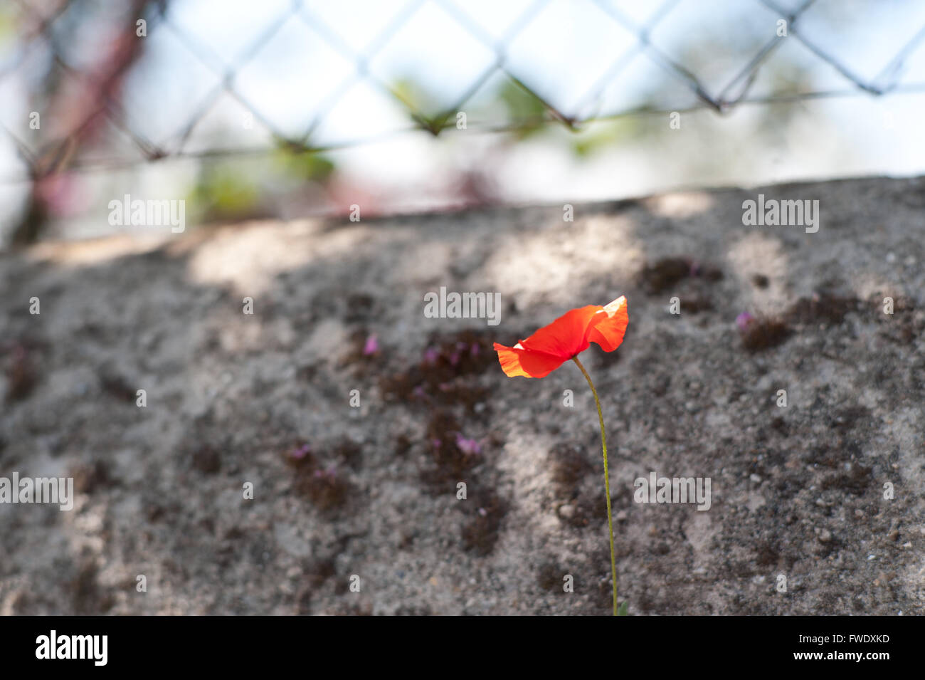 Tipica Toscana fiori vicino alla zona del Chianti, Italia Foto Stock