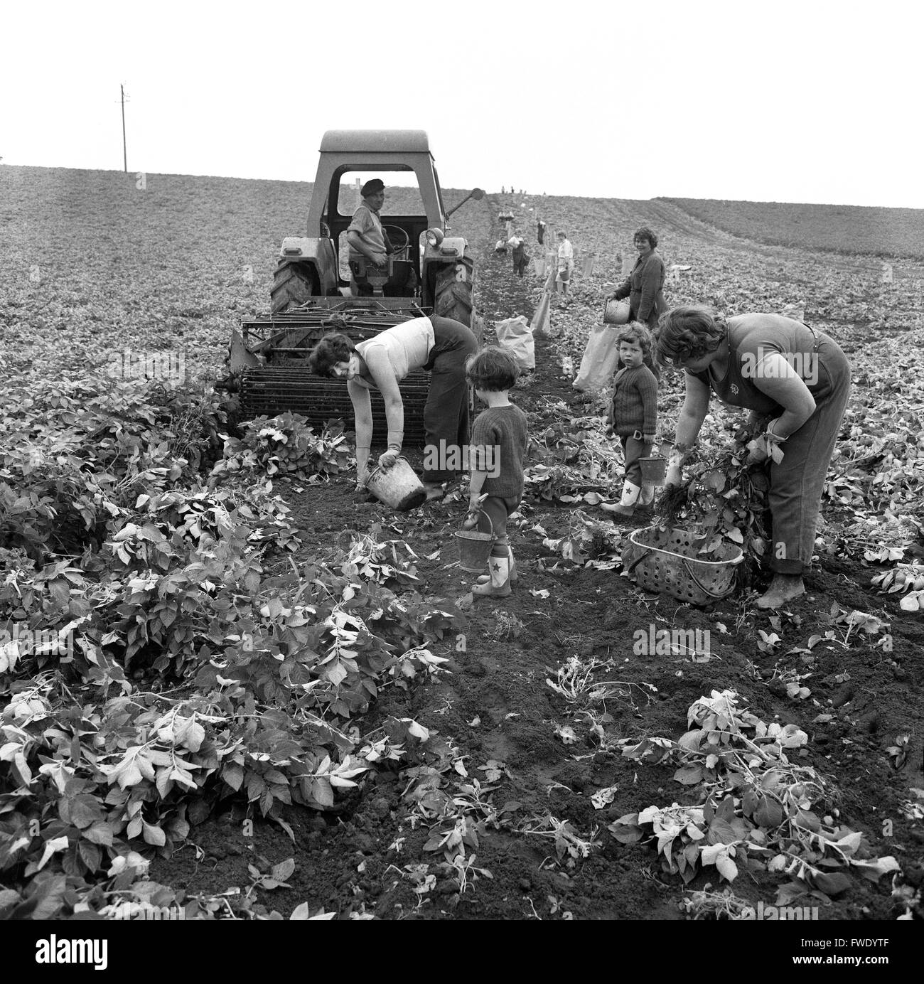 Le donne di patate raccolta raccolta Gran Bretagna 1962 anni sessanta bambini giocare mentre le madri di lavoro in azienda. Foto Stock
