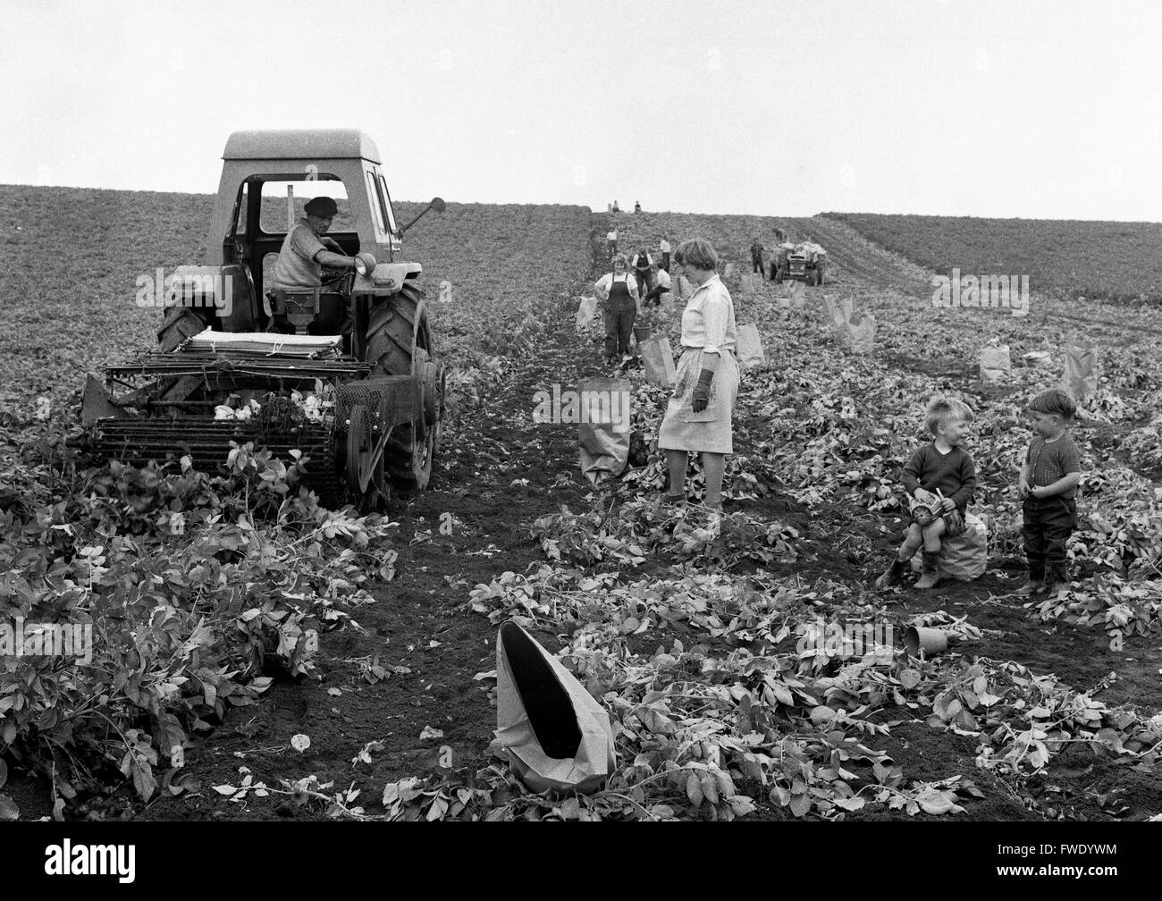 Le donne di patate raccolta raccolta Gran Bretagna 1962 anni sessanta bambini giocare mentre le madri di lavoro in azienda. Foto Stock