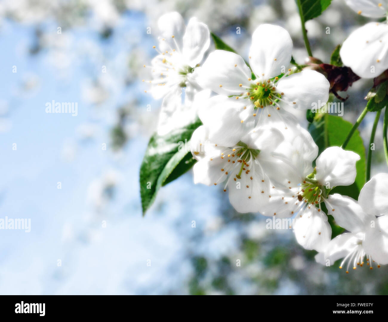 Dei ciliegi in parte anteriore del cielo blu Foto Stock
