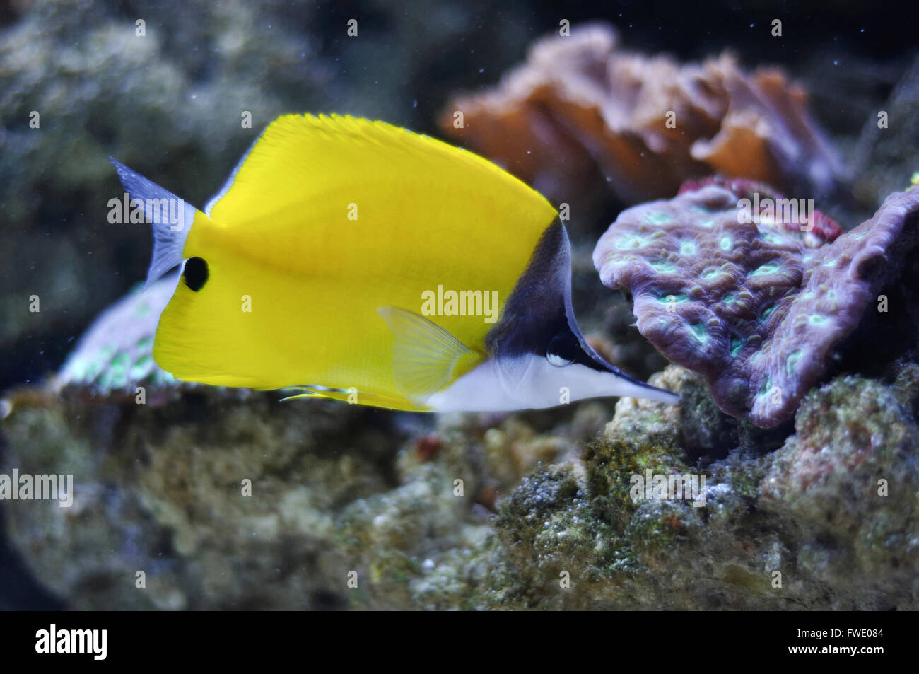 Un giallo tropicale pesce chirurgo nuoto Foto Stock