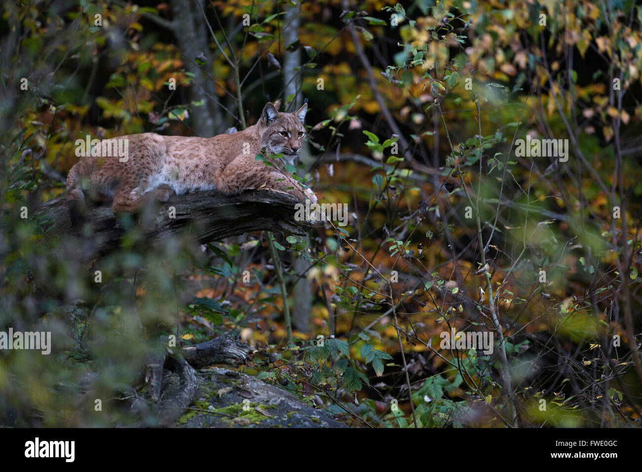 Lince eurasiatica ( lince lince ), animale adulto, che riposa su un albero caduto in mezzo alle foglie colorate autunnali, Europa. Foto Stock