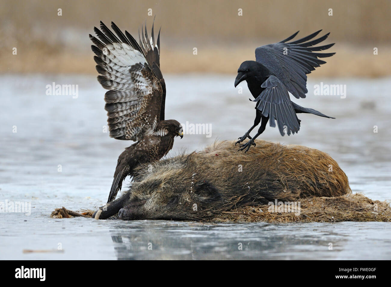 Proporzioni dimensionali tra un Rave comune ( Corvus corax ) e un Buzzard comune ( Buteo buteo ) che si scontrano tra loro. Foto Stock