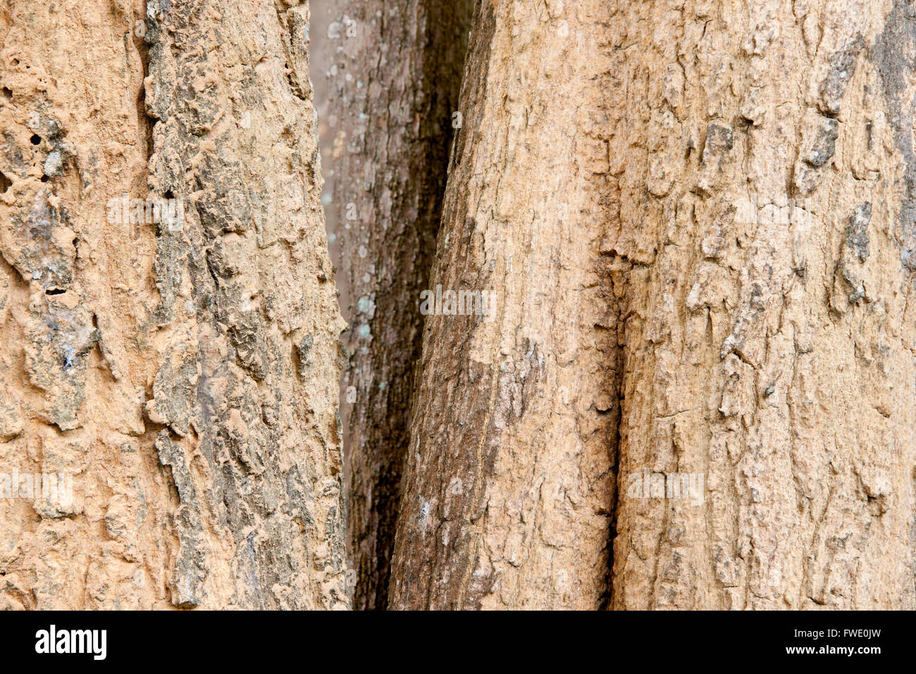 Corteccia è avuto un termite nest i colori terreni di essiccato Foto Stock