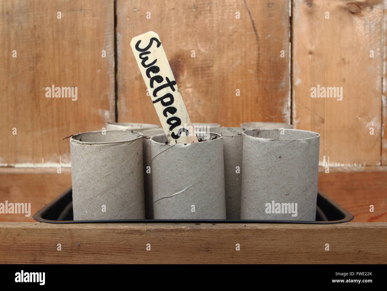 Pisello dolce semi seminati in cartone rotolo di carta igienica in ampolle di inizio aprile, giardino interno impostazione, England Regno Unito Foto Stock