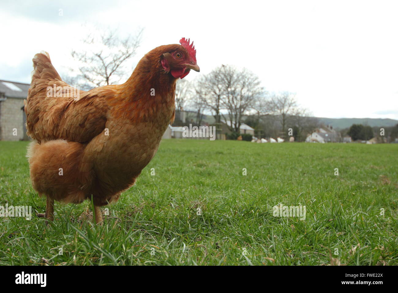 Un intervallo libero il pollo in roaming al di fuori di un campo di erba nel villaggio di speranza, il Parco Nazionale di Peak District, DERBYSHIRE REGNO UNITO Inghilterra Foto Stock