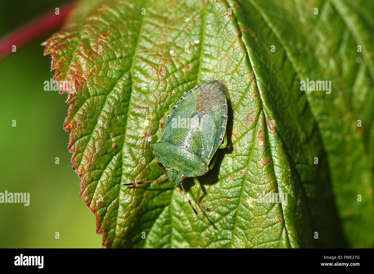 Schermo verde bug su foglia di lampone. Foto Stock