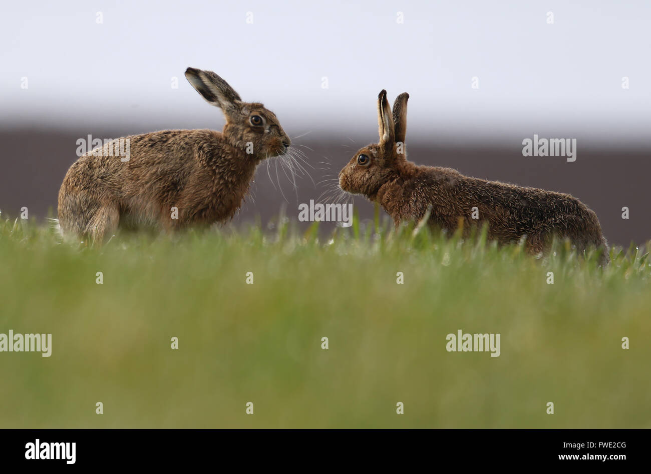 Mad marzo lepri! Unione o marrone lepre (Lepus europaeus) 'boxe'. Foto Stock