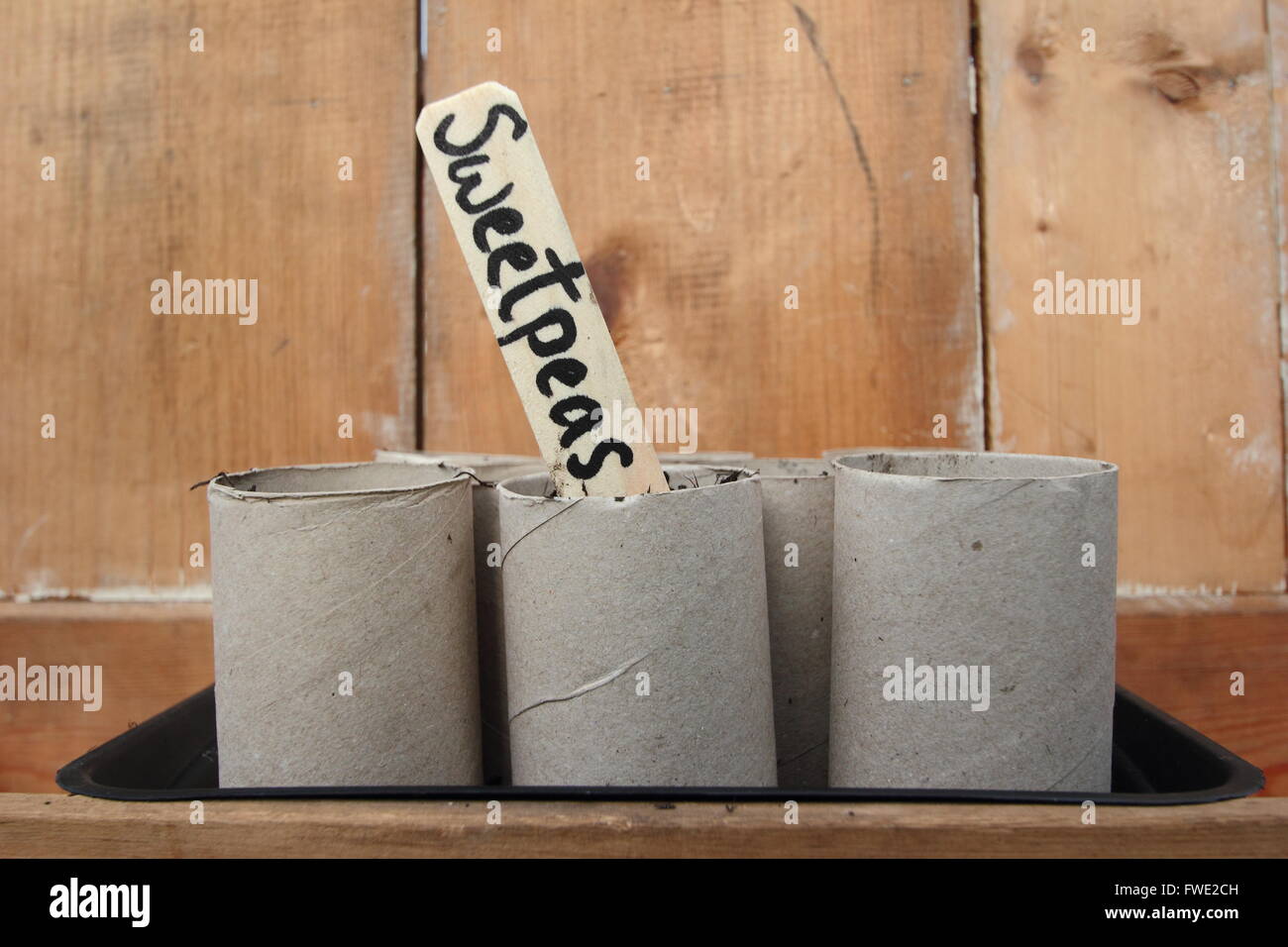 Pisello dolce semi seminati in cartone rotolo di carta igienica in ampolle di inizio aprile, giardino interno impostazione, England Regno Unito Foto Stock