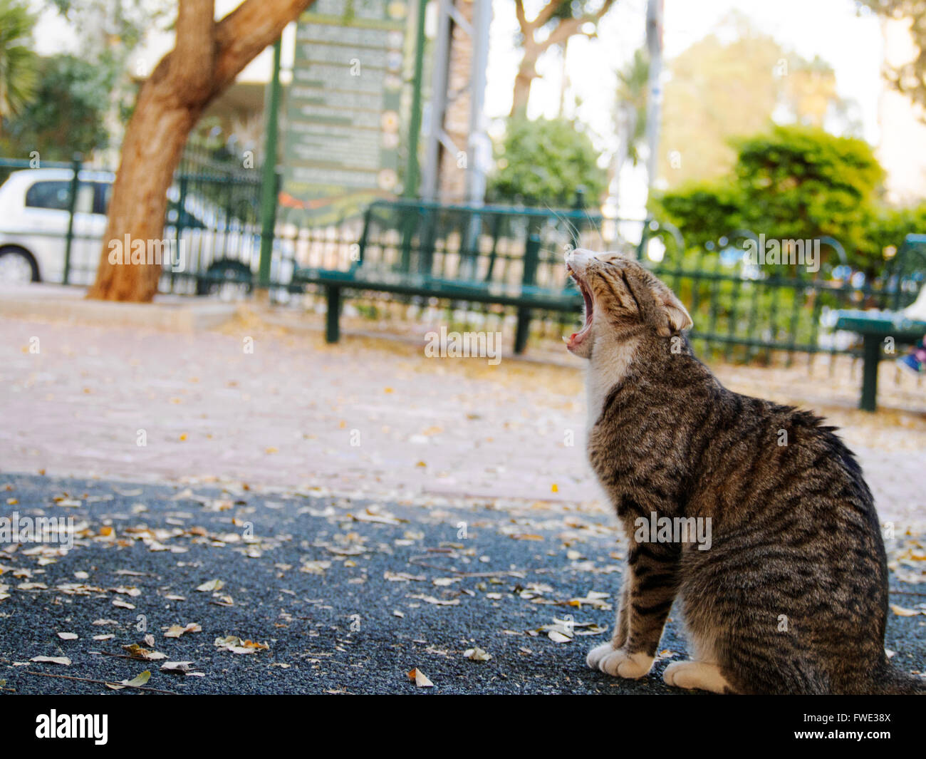Ruggito Alley Cat Foto Stock