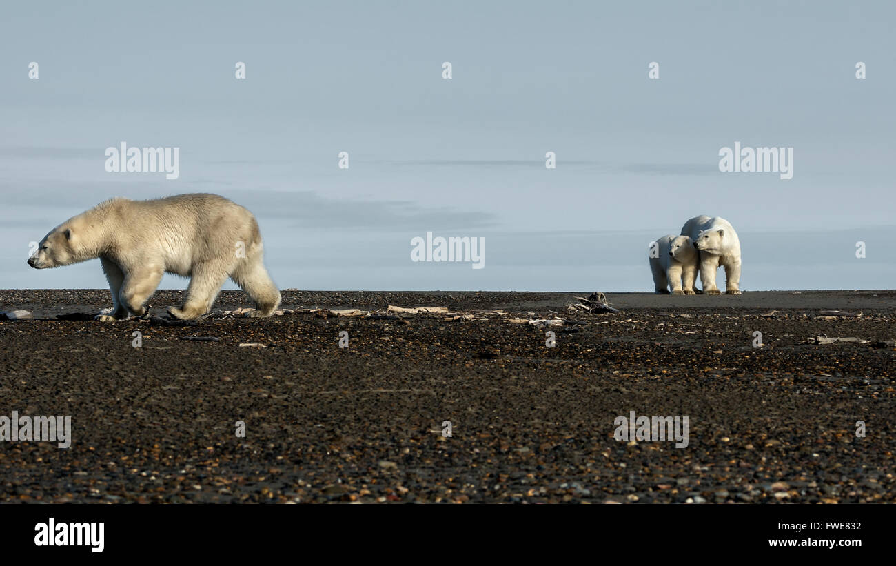 Orso Foto Stock