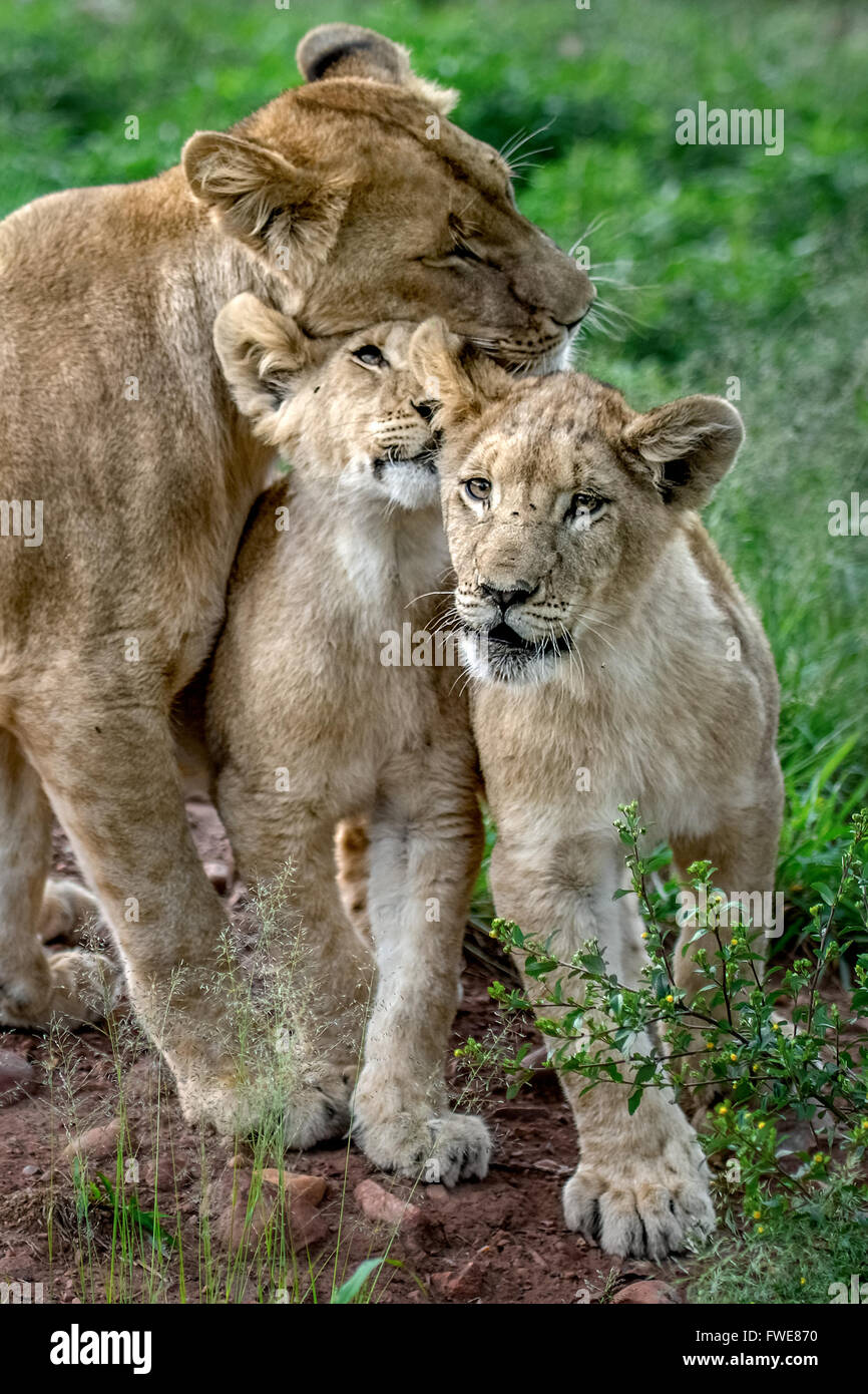 Lion Foto Stock