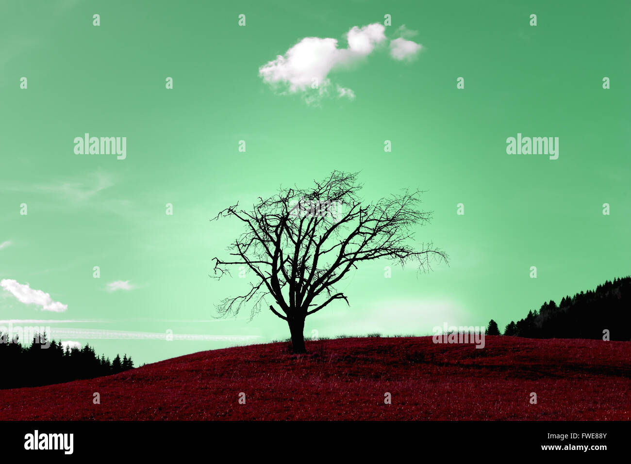 Albero magico Foto Stock