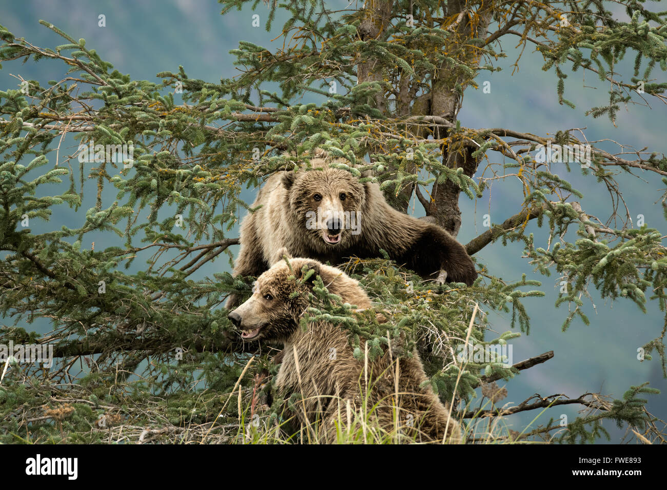 Orso Foto Stock