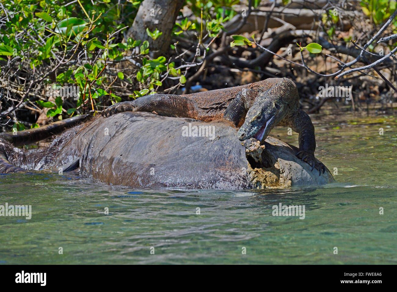 Drago di Komodo (Varanus komodoensis) alimentazione su buffalo carcassa nella zona di mangrovie, Rinca Isola, Parco Nazionale di Komodo, Indonesia Foto Stock