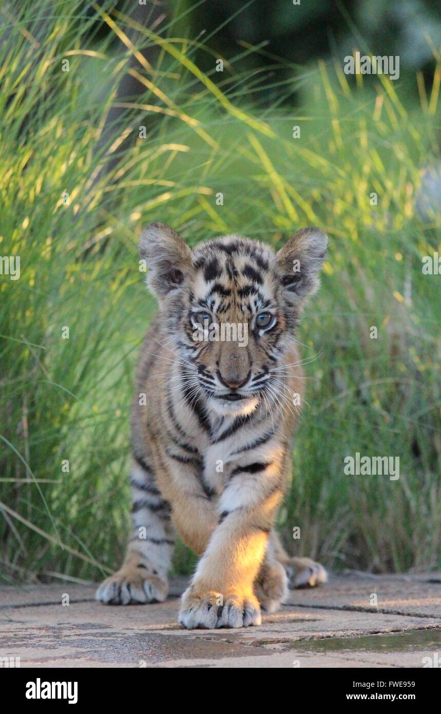 Un giovane cubs curioso outlook sulla vita Foto Stock