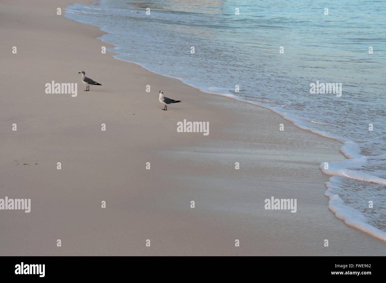 I gabbiani su una spiaggia tropicale di Aruba. Foto Stock