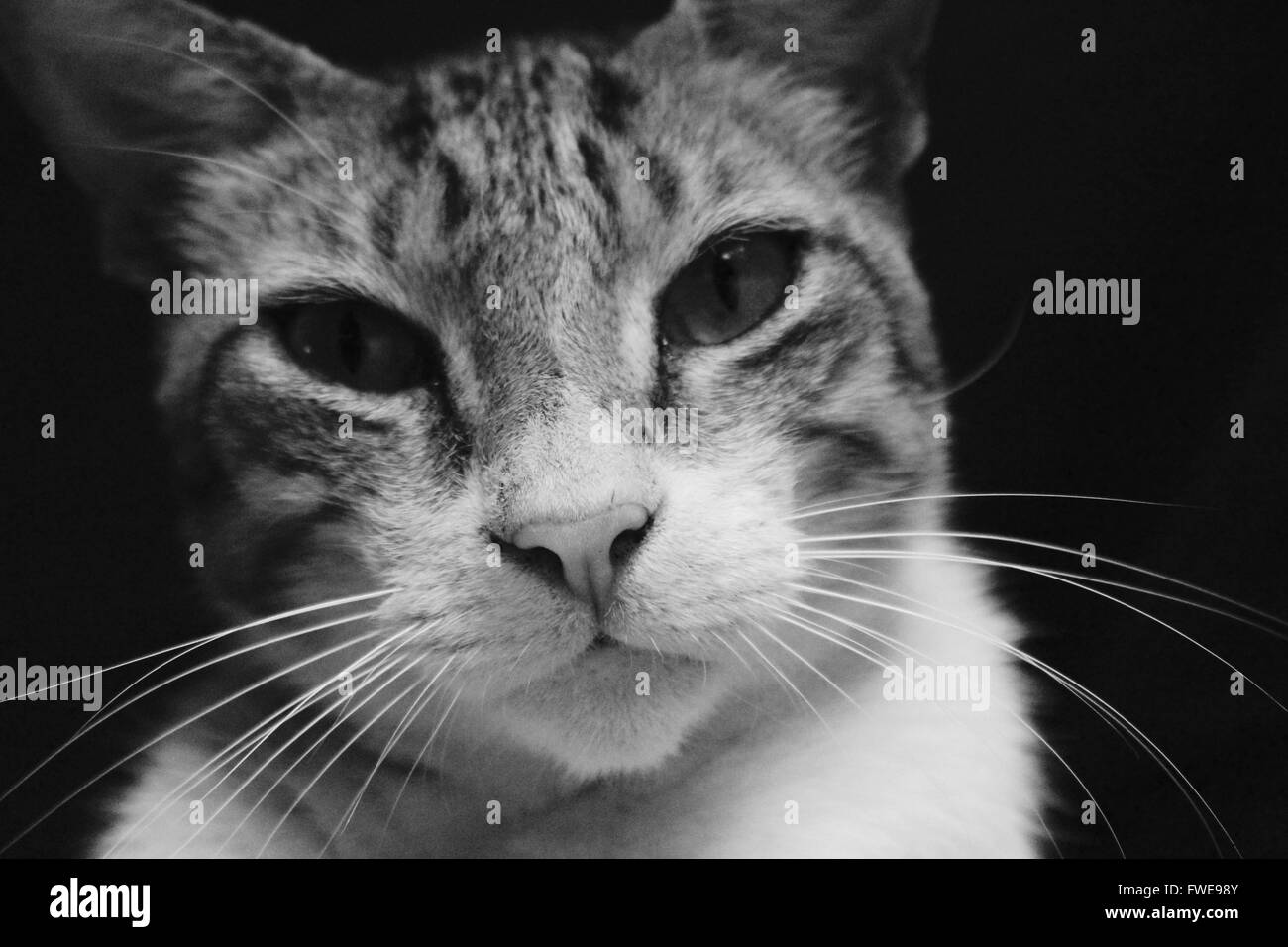 Gatto di casa vicino al viso fino Foto Stock