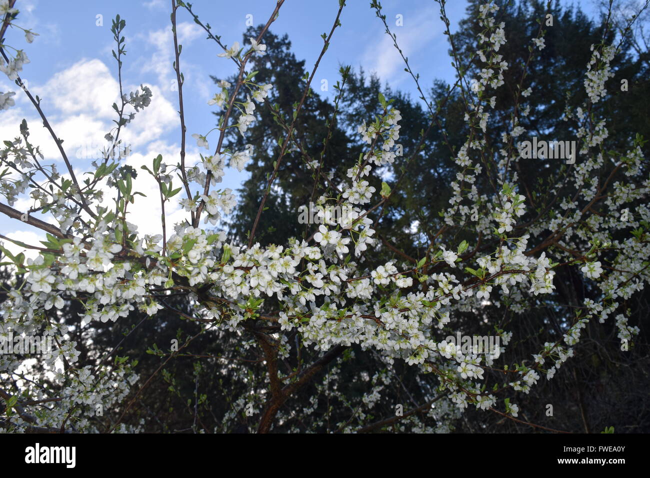 Tempo di primavera a Washington Foto Stock