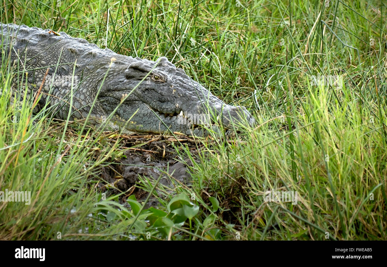 Croc Foto Stock
