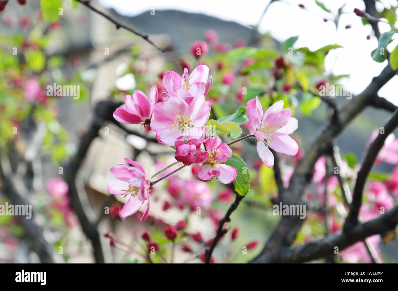 Close-up del ramoscello blooming Foto Stock