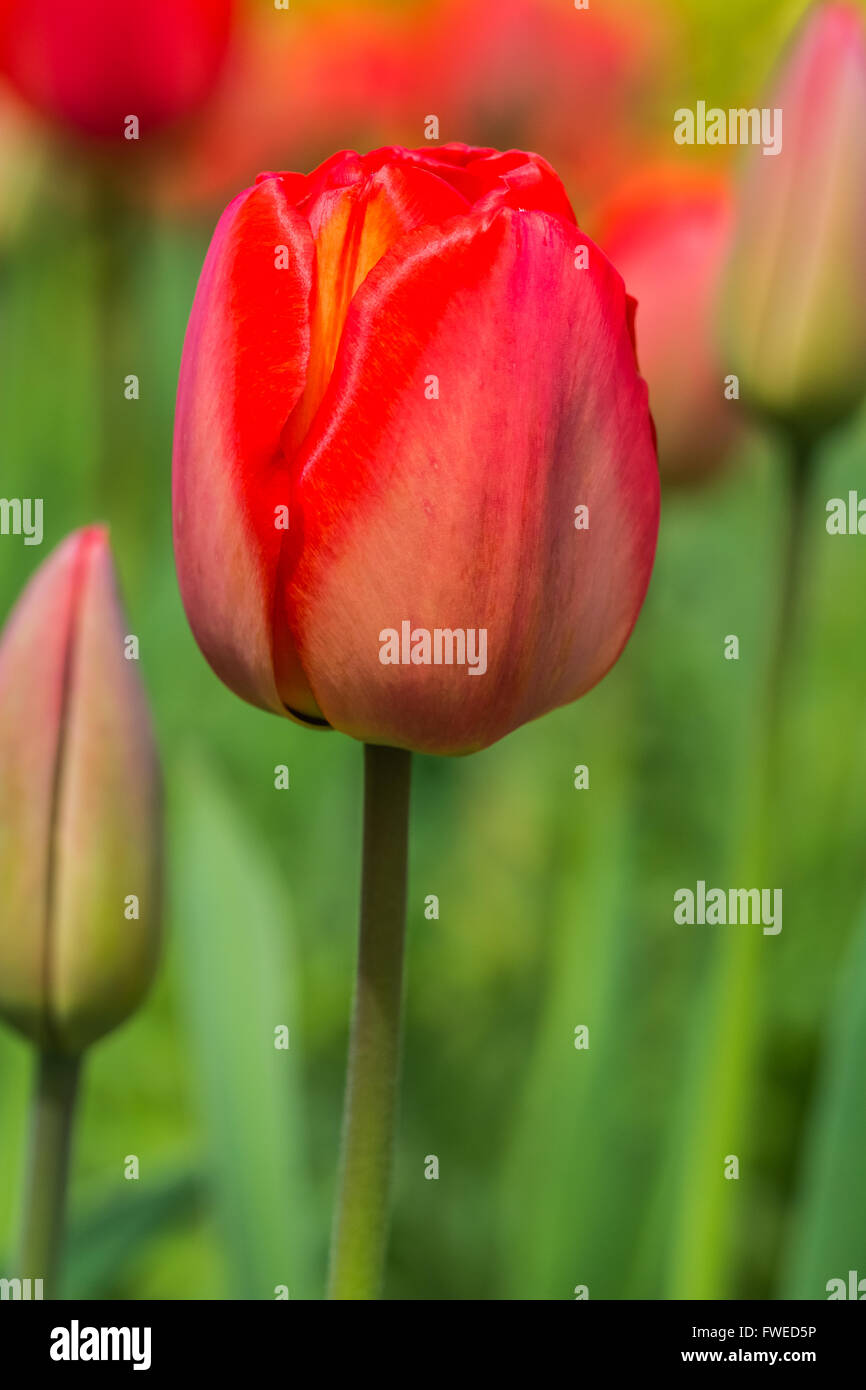 Bel rosso tulipano in tempo di primavera Foto Stock