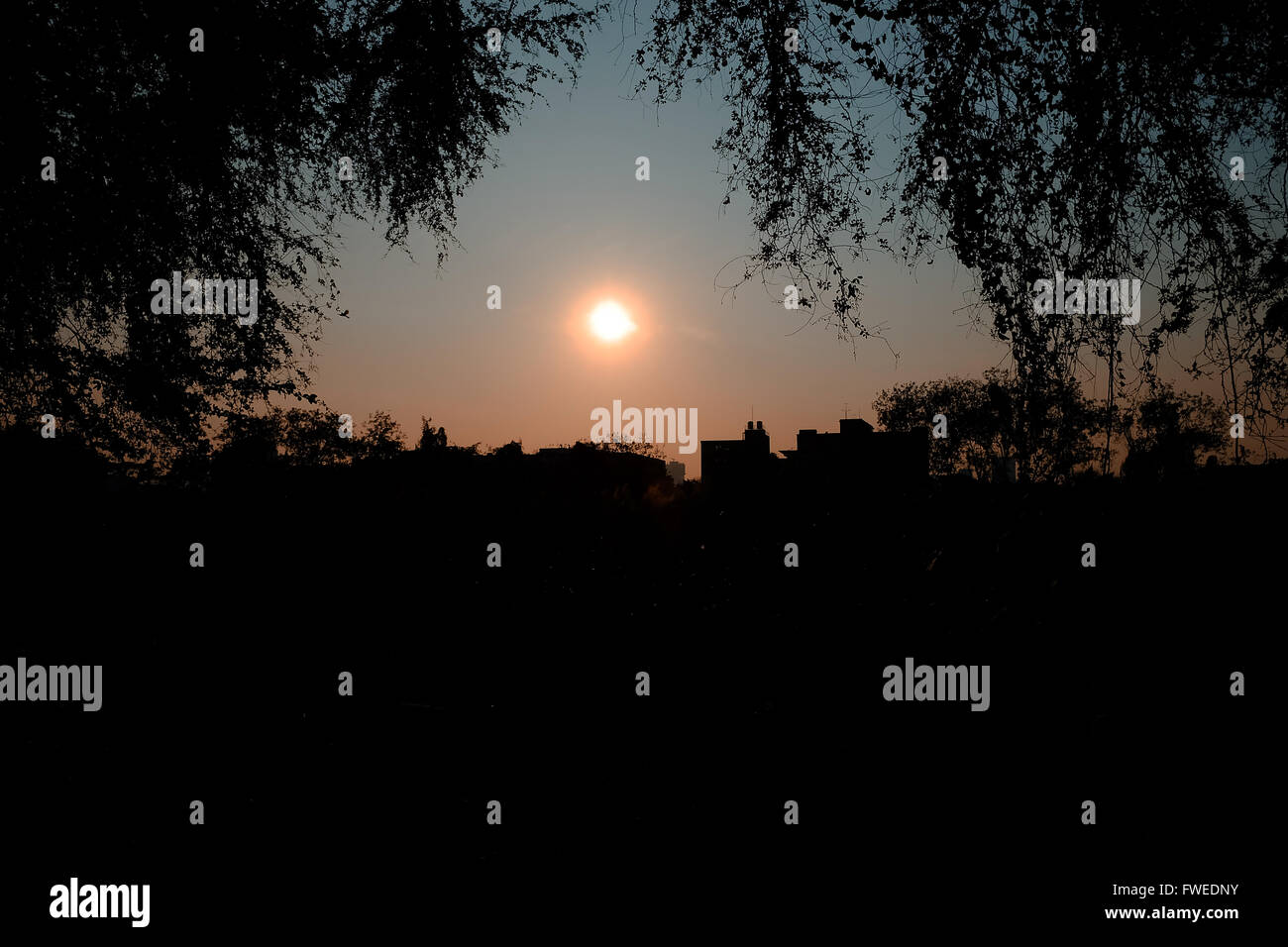 Struttura ad albero al tramonto la silhouette della città in Thailandia Foto Stock