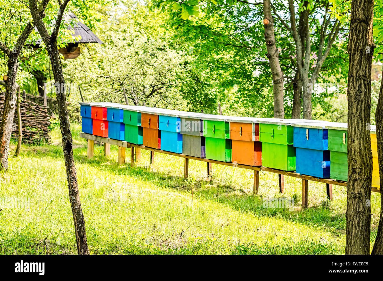 Riga di legno colorato alveari con alberi in background. Foto Stock