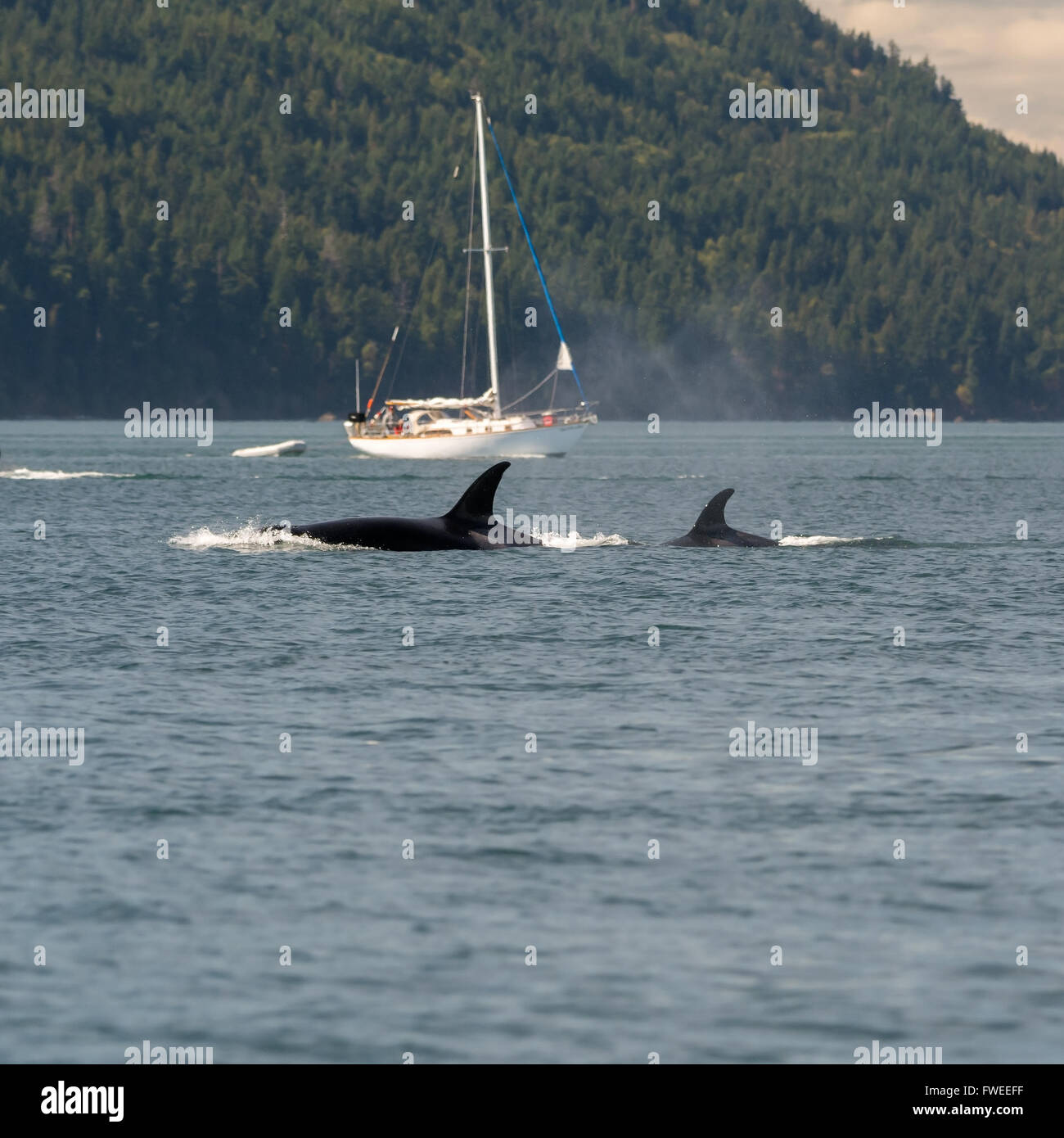 Orcas Foto Stock