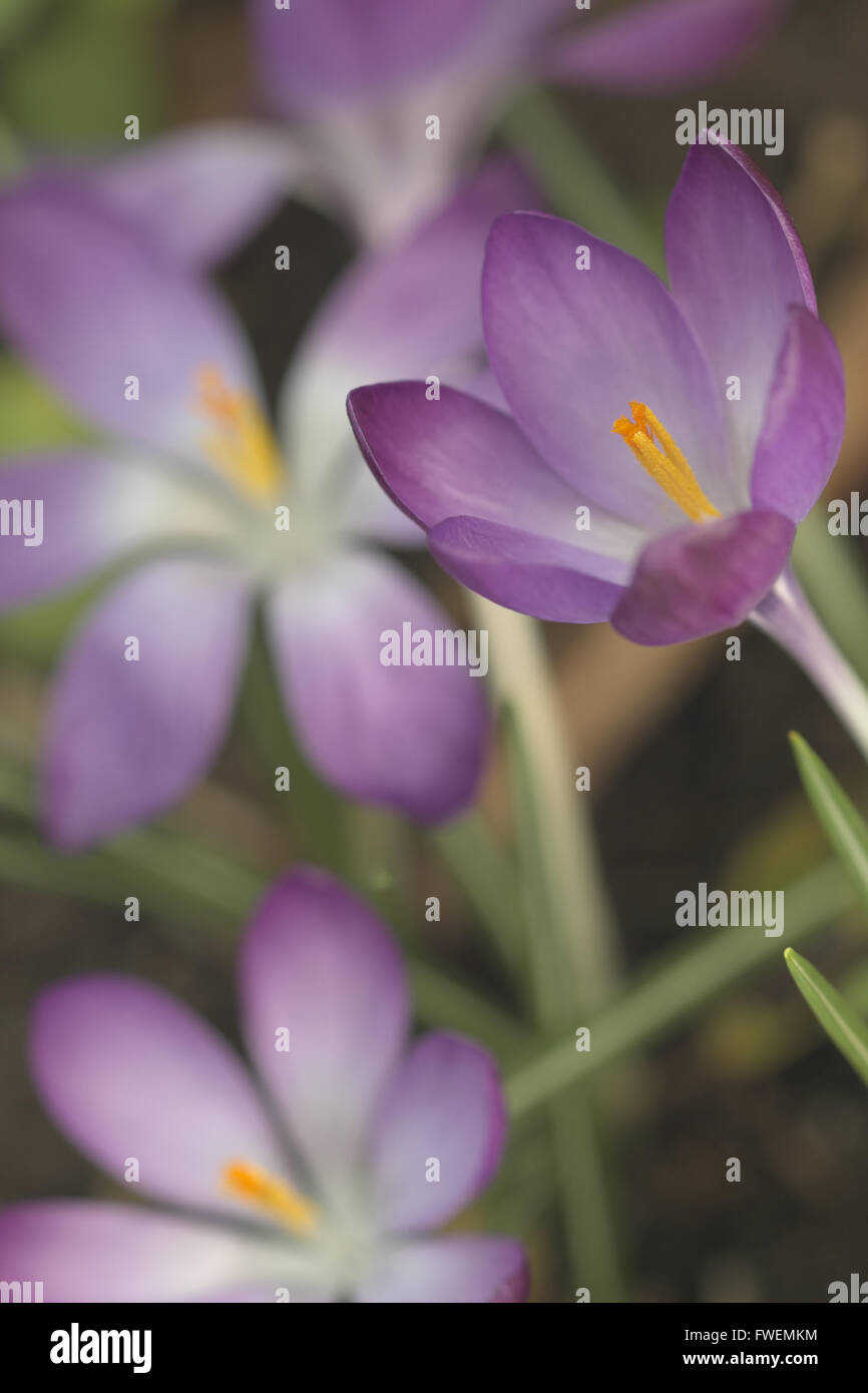 Una macro shot di tre violetta di crochi Foto Stock