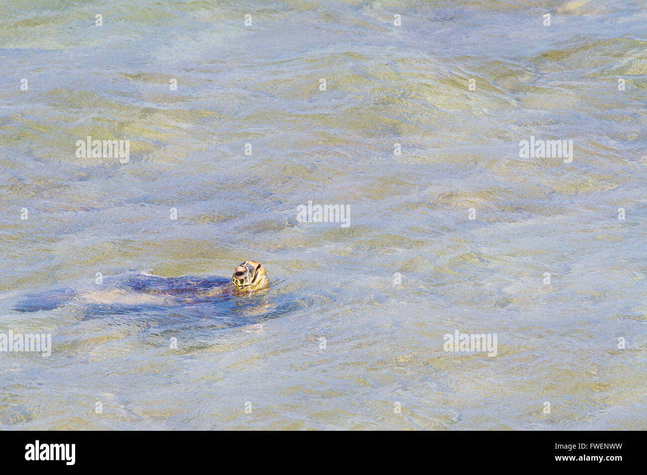 Una rara immagine di una tartaruga di mare arrivando fino ad aria nelle acque dell'oceano della North Shore di Oahu. Questo incredibile animale è nuotare nella piscina Foto Stock