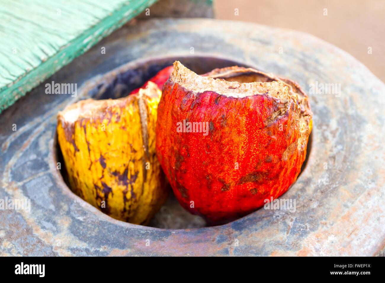 Rosso e giallo baccelli di cacao hanno le pule e pennini rimossi in una fabbrica di cioccolato in Hawaii. Foto Stock