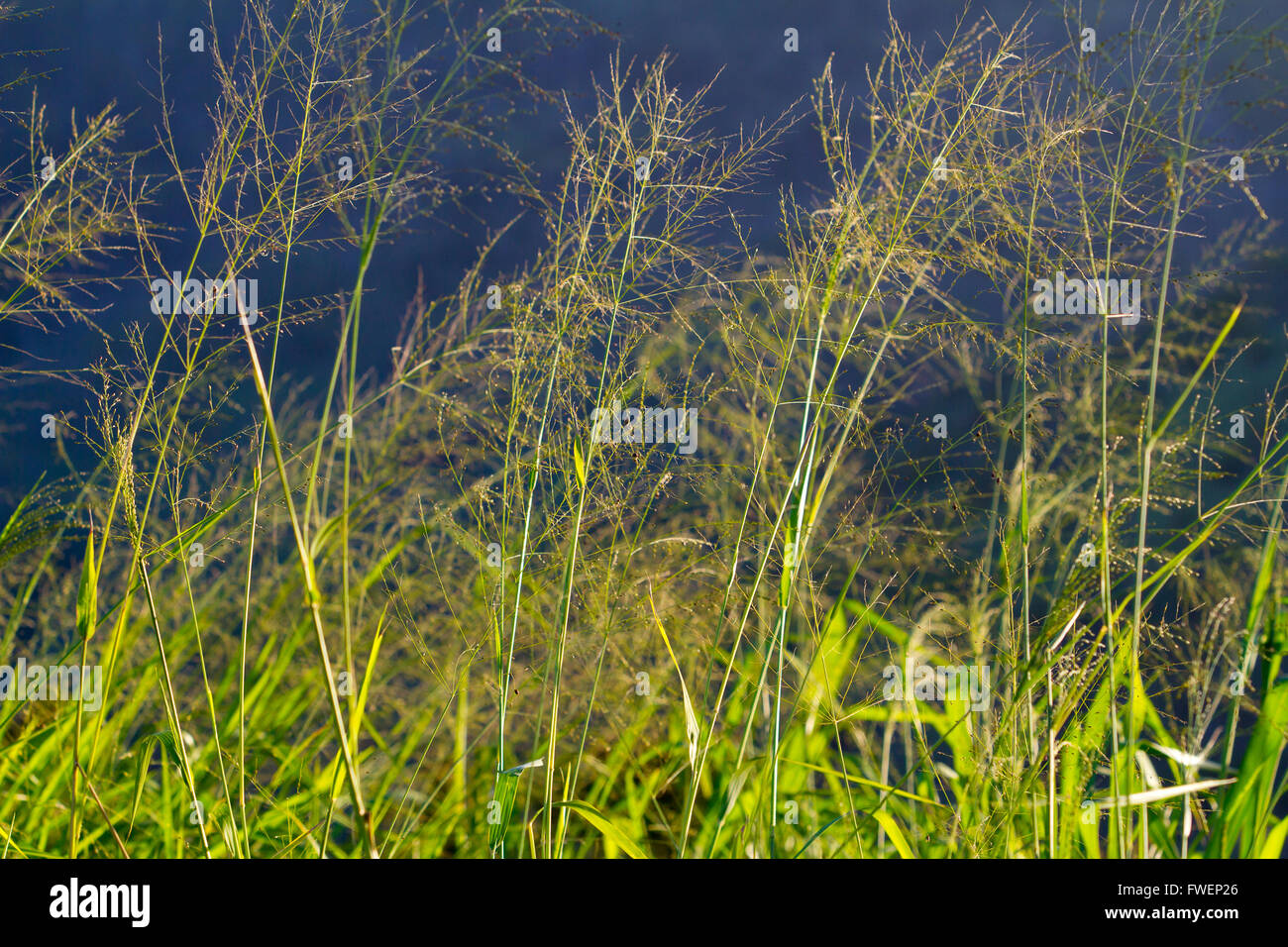 Alcuni alti erba di campo fotografati contro un buio cielo tempestoso crea questo singolare e interessante immagine astratta. Foto Stock