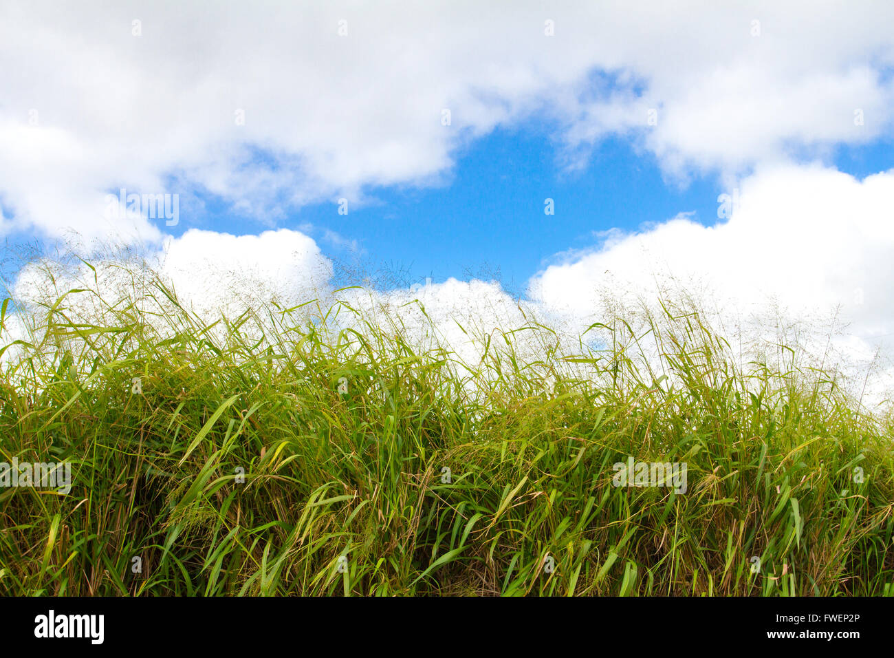 Questo tropicale erba verde sull'isola di Oahu Hawaii è fotografato contro un luminoso blu cielo con alcuni puffy nuvole bianche. Foto Stock
