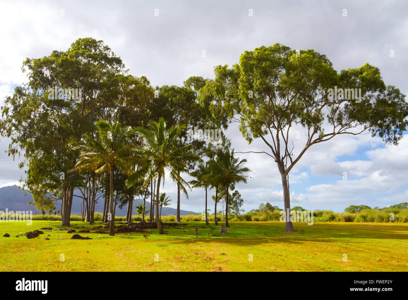 Una ripresa panoramica del centro storico e di attrazione turistica le pietre del parto in Hawaii lungo la North Shore di Oahu. Questo grove o Foto Stock